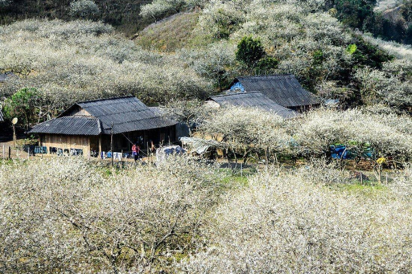 2D1N Moc Chau Tour - photo 5